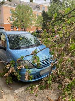 Autókra szakadt egy faág Szolnokon