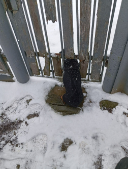 Kerítésbe szorult egy kutya Zagyvarékason