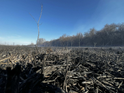 Tíz hektár égett le Fegyverneknél