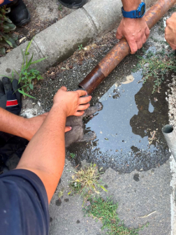 Macskát mentettek és fogadtak be Mezőtúron