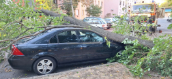 Faág szakadt két parkoló autóra Szolnokon