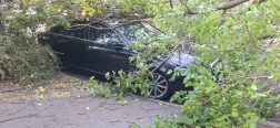 Faág szakadt két parkoló autóra Szolnokon