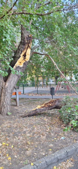 Faág szakadt két parkoló autóra Szolnokon