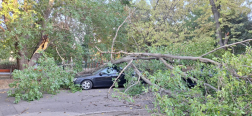Faág szakadt két parkoló autóra Szolnokon